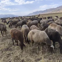 180رس میش داشتی درجه یک افشار ودبر افقان