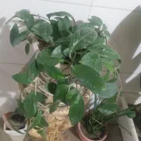 گلهای طبیعی