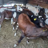 تهیه گیل دورگ ومحلی وهلشتاین درجه یک