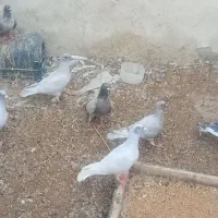 کبوتر