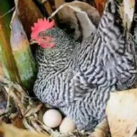 تخم نطفه‌دار مرندی و پلیموت راک