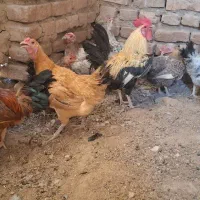 مرغ و خروس