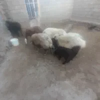 گوسفند بابره