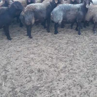 گوسفند میش داشتی