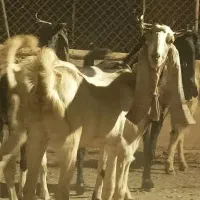 بز نژاد دار  ذات درجه یک