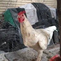 خروس