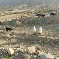 بزه|حیوانات مزرعه|میمند, |دیوار