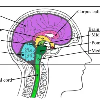 مدرسه پزشکی در مسیر طب