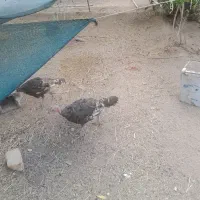 بوقلمون