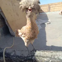 دوعددمرغ زینتی