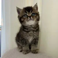 توله گربه بریتیش ny-25