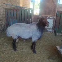 قوچ همو جوان