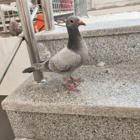 کفتر جوجه سرور پلاکی