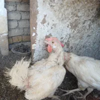 خروس ماشینی