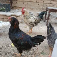خروس|حیوانات مزرعه|اراک, |دیوار