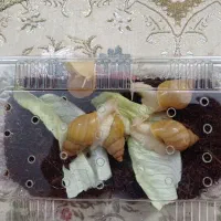 حلزون آلبینو