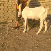 بزغاله نر پاکستانی اصییل