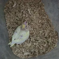 جوجه ۲۵ روزه عروس هلندی