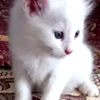 بچه گربه کوچولو نژاد آنگورای ترکی