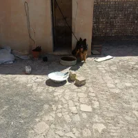 سگ کم یاب