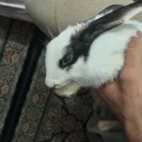 خرگوش