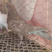 سرخ و کله سرخ