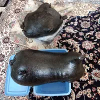 هیزه سه منی و چهار منی
