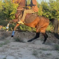 نریون کرد شیش دنگ