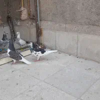 پرنده|پرنده|سبزوار, همت|دیوار