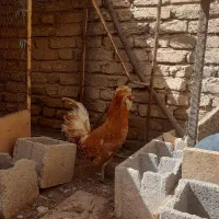 خروس پولند طلایی خالص