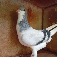 واگذاری کفتر نر دو عدد