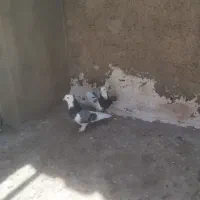 کبوتر|پرنده|قم, بکایی|دیوار