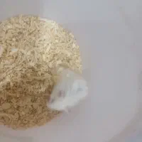 همستر دستی و بازی گوش