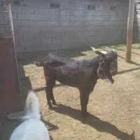 نربز