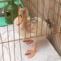 جوجه اردک