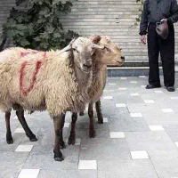 کشتار گوسفند قربانی پذیرفته میشود ،آزادشهر و حومه