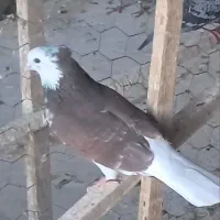 نرماده معاوضه با نقشی