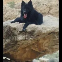 سگ ژرمن بلاک
