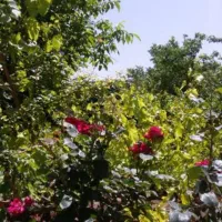 اجاره و فروش خانه ویلایی سرسبز
