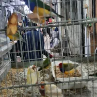 فنج گلدین وجوجه رنگی