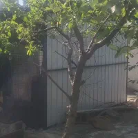 کانکس و الاچیق