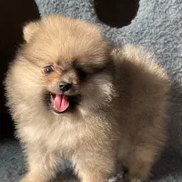 پامرانین خرسی