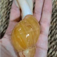 حلزون آچاتینا