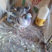 کبوتر زاغ پلاکی طوقی