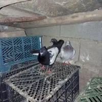 کبوتر خوب