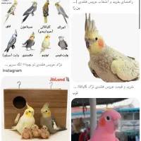عروس هلندی پیدا شده