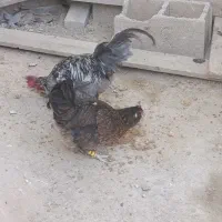 فروش مرغ وخروس