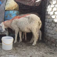 میش ابستن اصیل