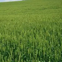 زمین زراعی باغی