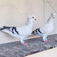 کبوتر نرو ماده شامی کاکلی